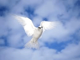 Colombe1