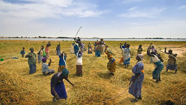 Plantation Cereale Femme