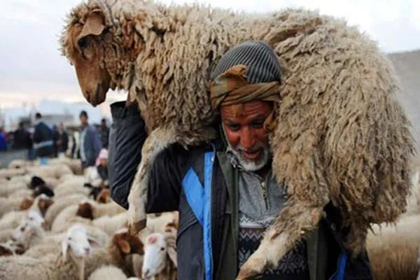 Mouton Laine