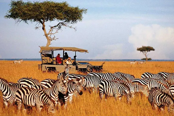 Zebre