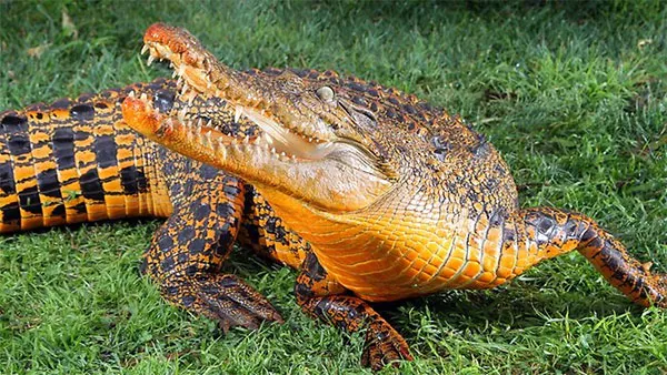 Crocodile Orange