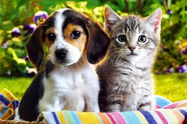 Chiots Et Chatons
