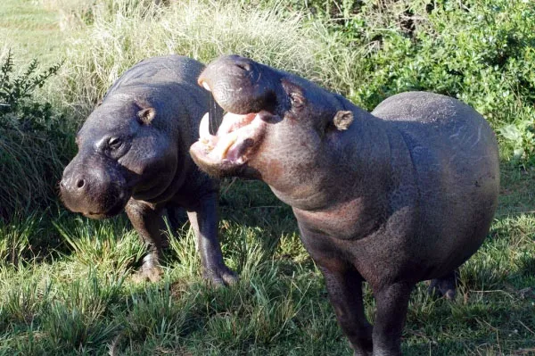 Couple Hippopotames