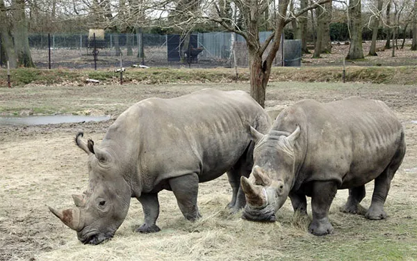 Rhinoceros