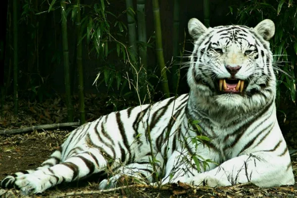 1 TIGRE Crop