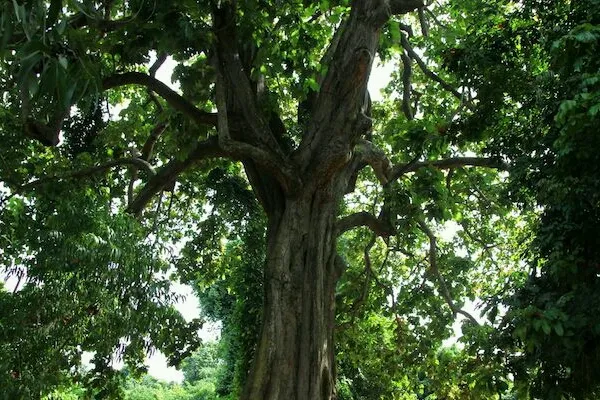 Foret Sacree De Kpasse Zoun Crop