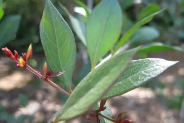 Lawsonia Inermis Henna 2 Crop