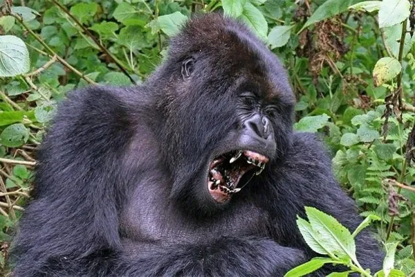 600 6