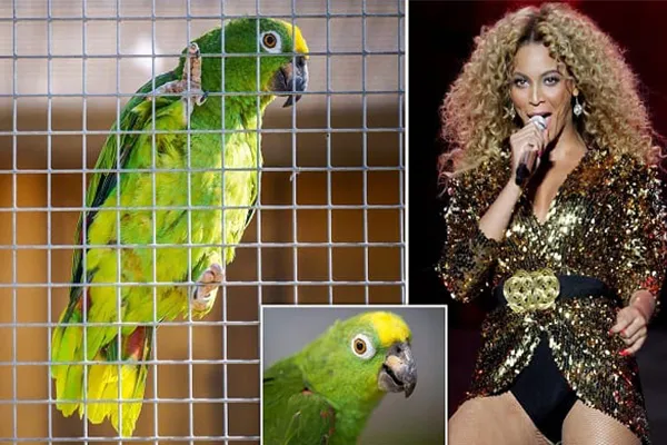 Un Perroquet Interpr&egrave;te &laquo; If I Were A Boy &raquo; De Beyonce