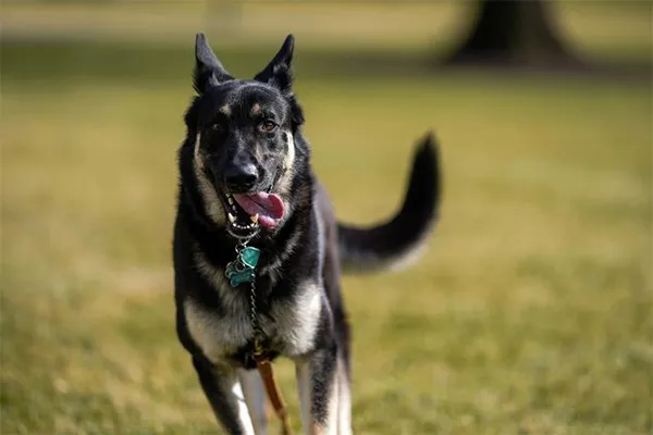 Chiens Des Biden 1