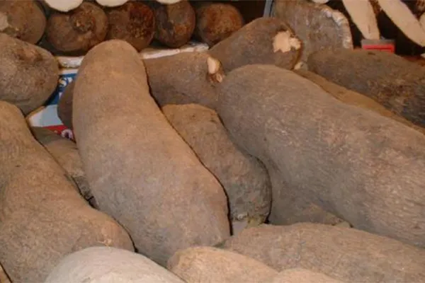 F&ecirc;te Des Ignames Chez Les Baoul&eacute;s